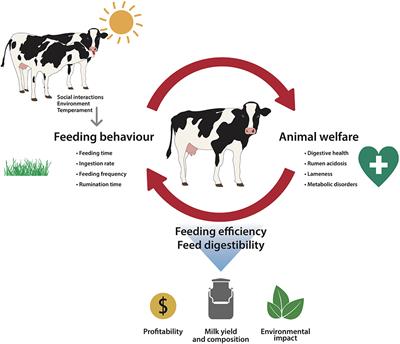 Chicken or the Egg: The Reciprocal Association Between Feeding Behavior and Animal Welfare and Their Impact on Productivity in Dairy Cows